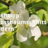 Obstbaumschnitt in Bildern