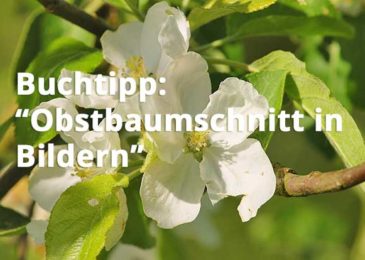 Obstbaumschnitt in Bildern