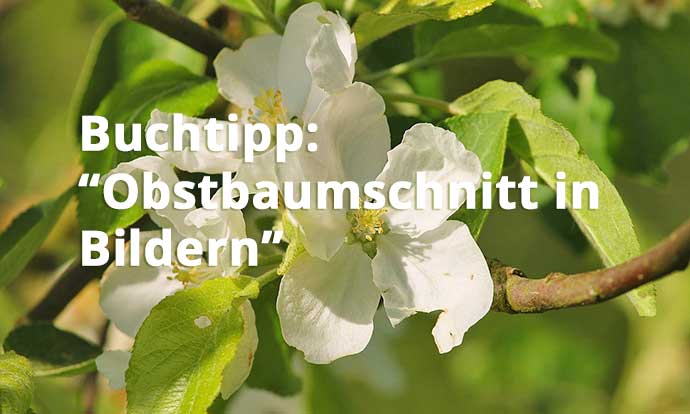 Obstbaumschnitt in Bildern