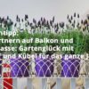 Gärtnern auf Balkon und Terrasse: Gartenglück mit Topf und Kübel für das ganze Jahr