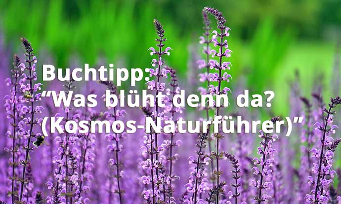 Blumen