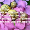 Ende mit Schnecken: 160 Krankheiten und Schädlinge im Ziergarten erkennen und bekämpfen