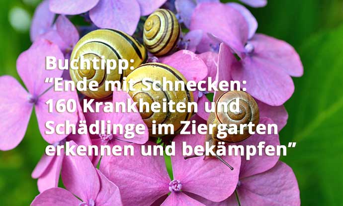 Schnecken