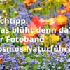 Was blüht denn da? Der Fotoband (Kosmos-Naturführer)