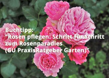 Rosen pflegen: Schritt für Schritt zum Rosenparadies (GU PraxisRatgeber Garten)