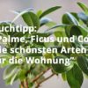 Palme, Ficus und Co.: Die schönsten Arten für die Wohnung