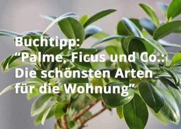 Palme, Ficus und Co.: Die schönsten Arten für die Wohnung