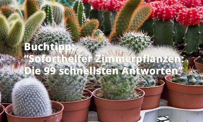 Zimmerpflanzen
